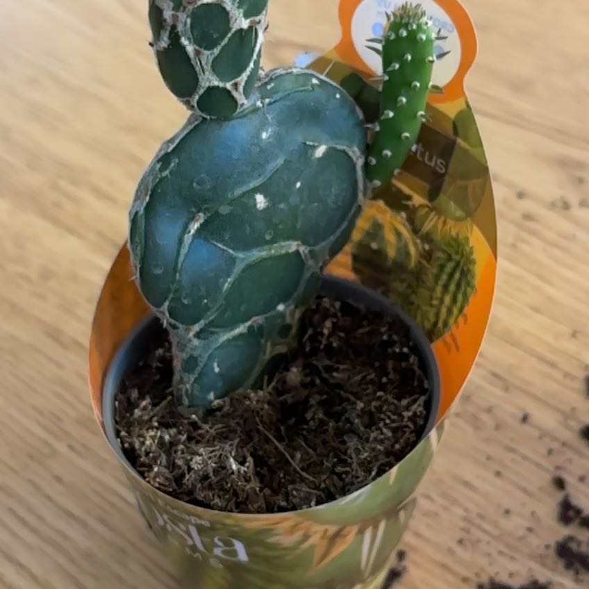 Photo of the plant species Cobra Cactus by @MrsFiend named Cobra on Greg, the plant care app
