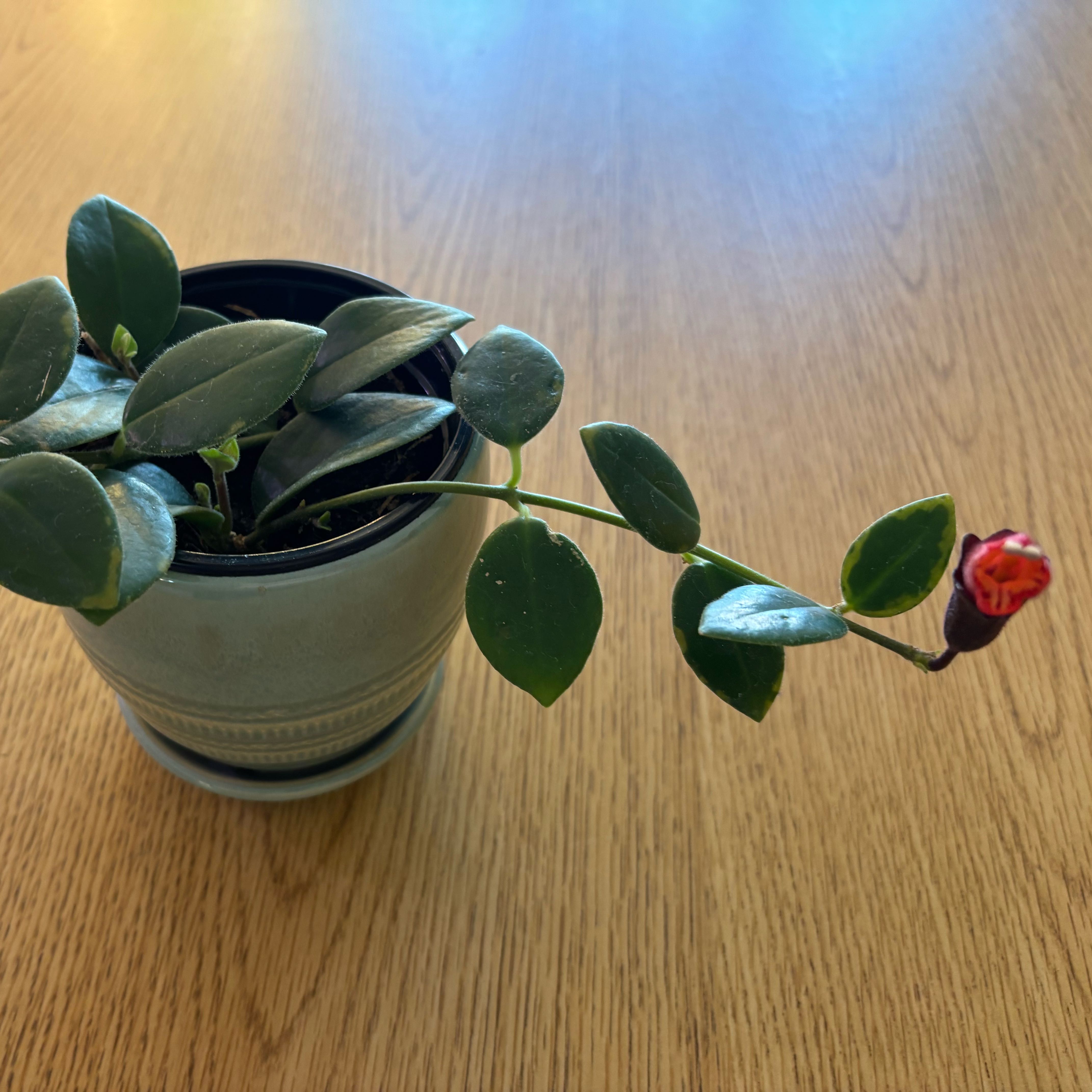 Photo of the plant species Lipstick Plant by @MrsFiend named Homer on Greg, the plant care app