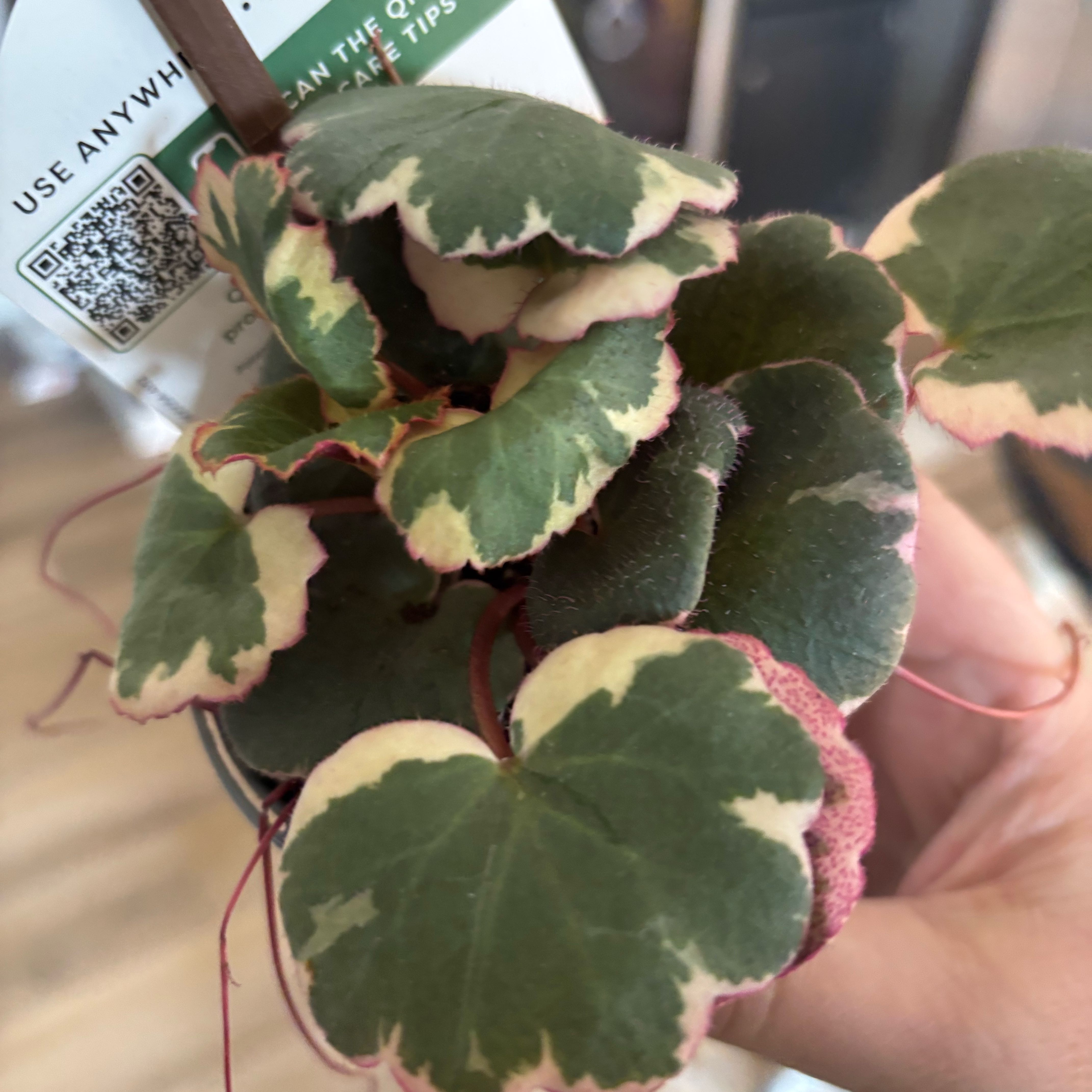 Photo of the plant species Pink Alumroot by @MrsFiend named Sonora on Greg, the plant care app