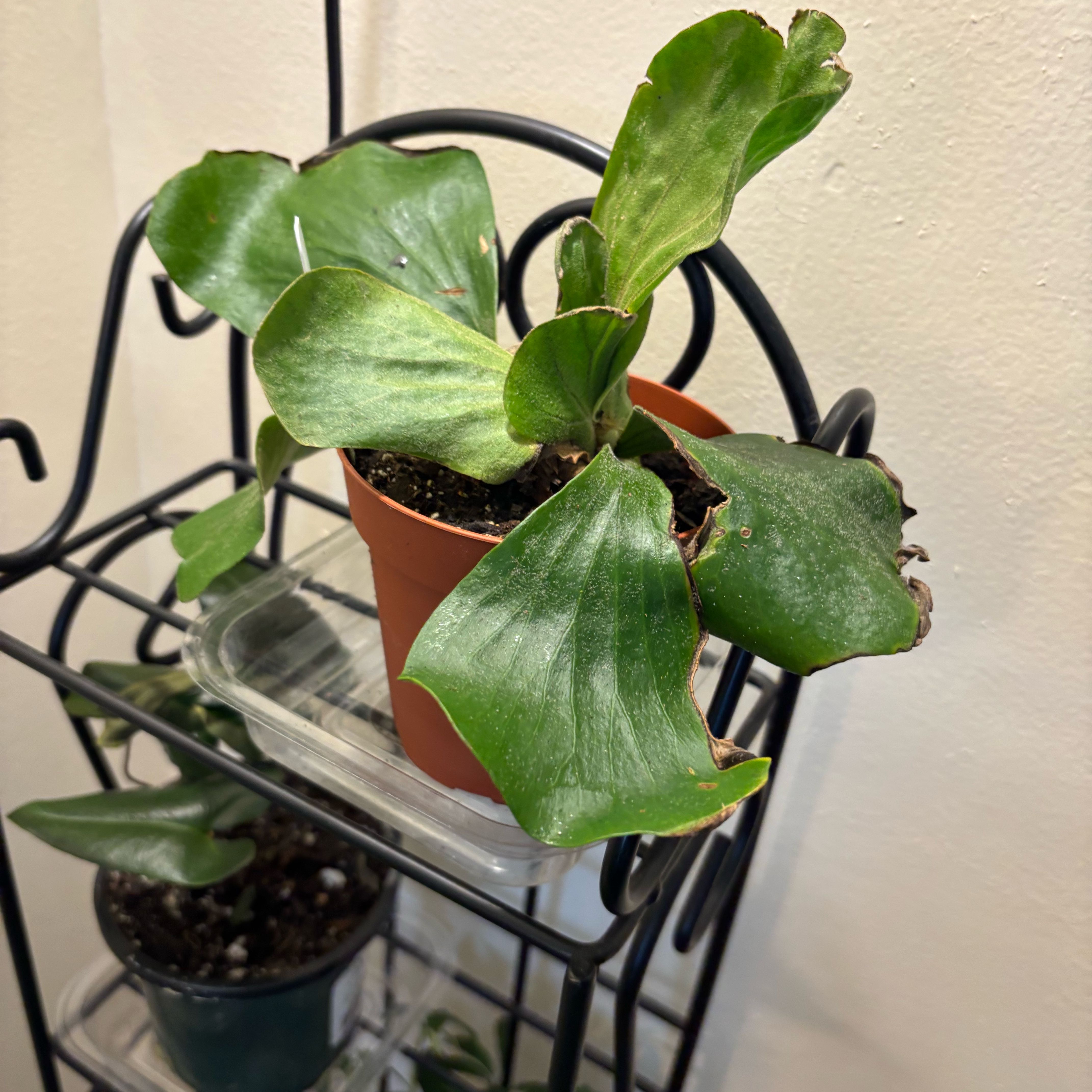Photo of the plant species Elephant Staghorn Fern by @MrsFiend named Bruce Lee on Greg, the plant care app