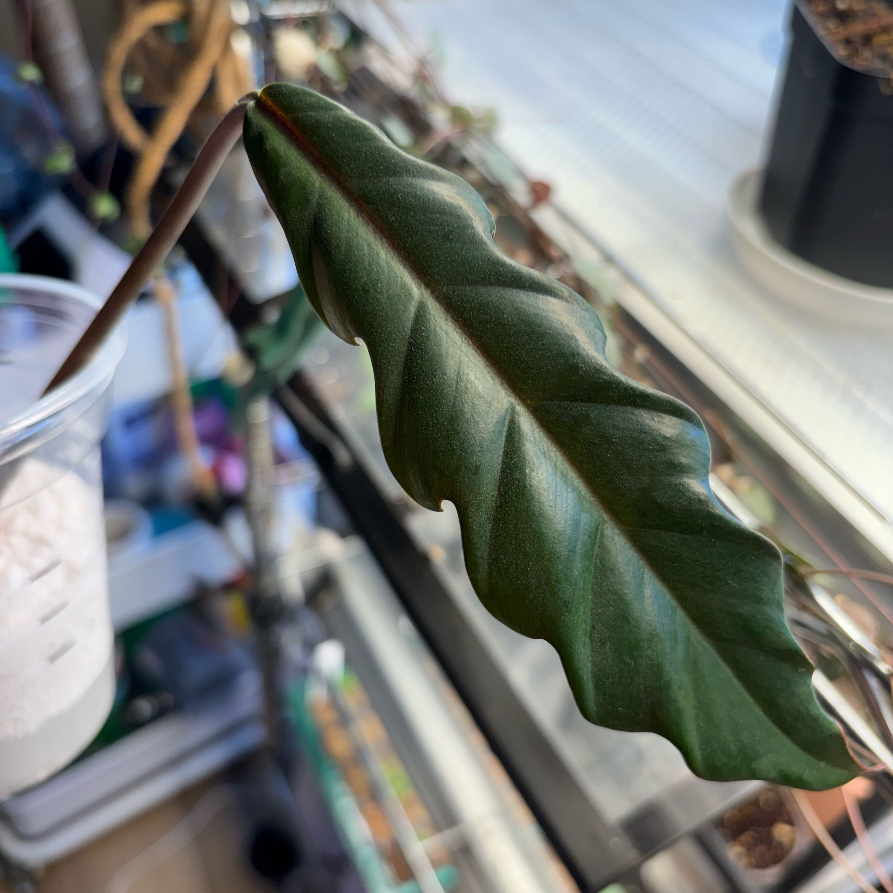 Photo of the plant species Philodendron Caramel Pluto by @MrsFiend named Mochi on Greg, the plant care app