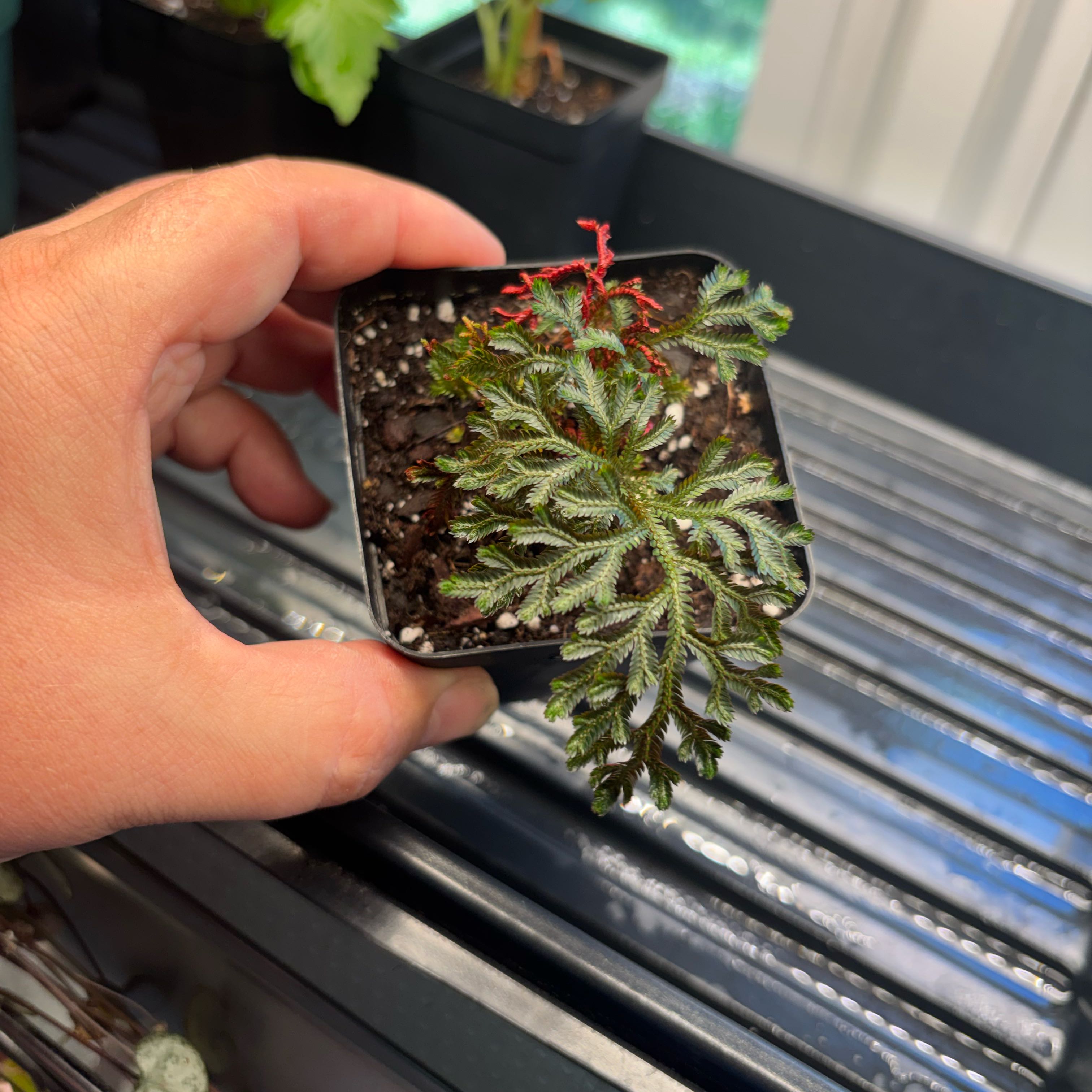 Photo of the plant species Rose of Jericho by @MrsFiend named Harry on Greg, the plant care app