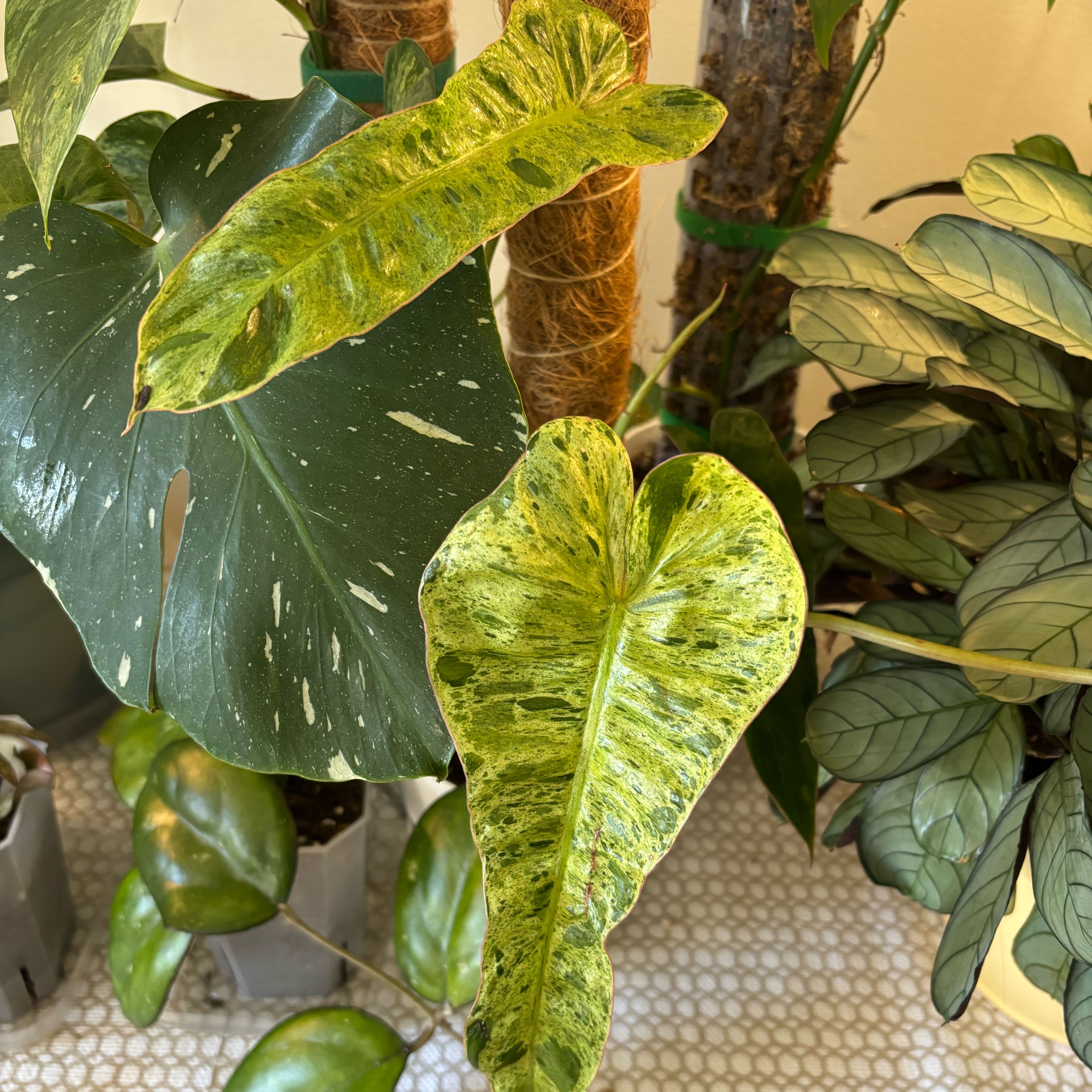 Photo of the plant species Paraiso Verde Philodendron by @MrsFiend named Zion on Greg, the plant care app