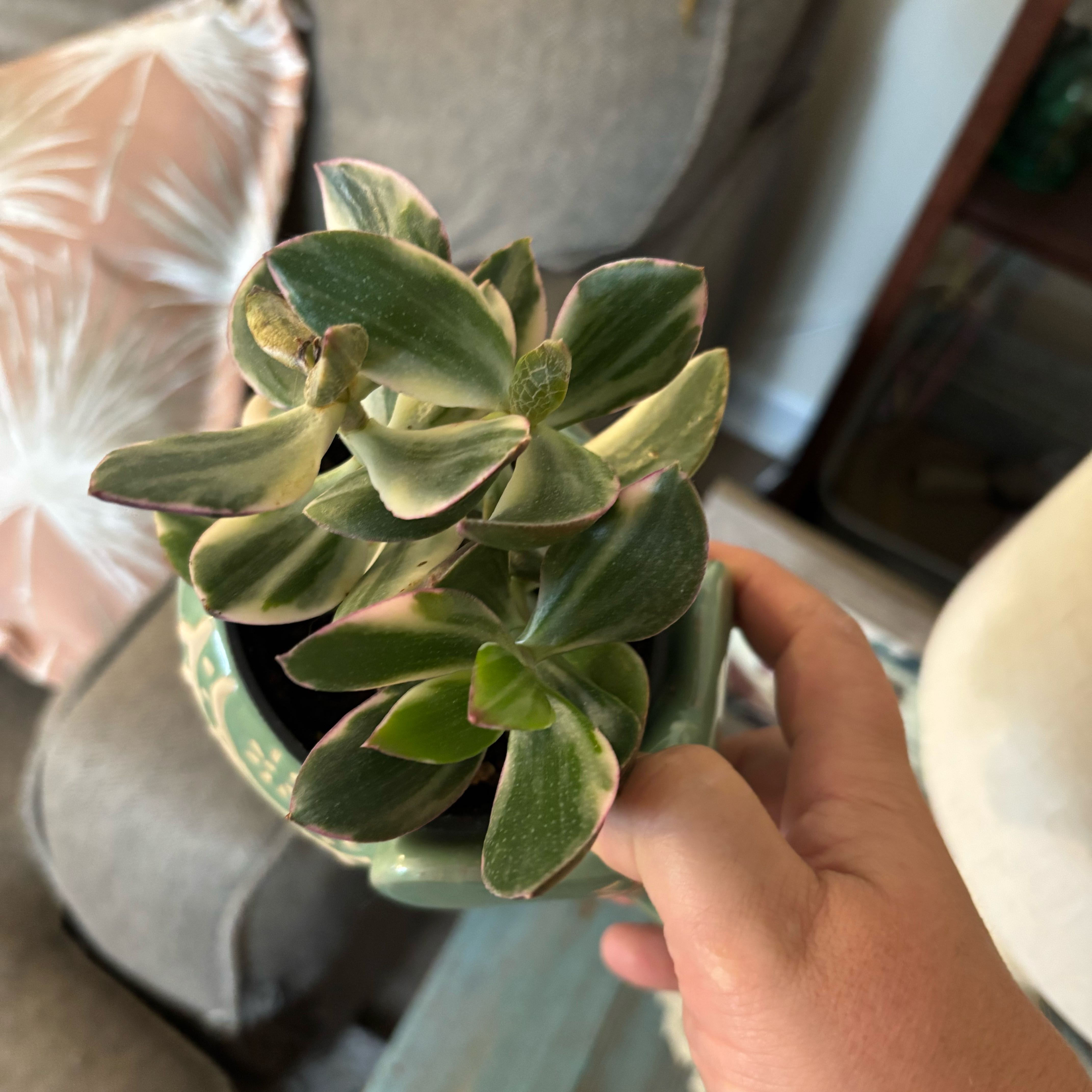 Photo of the plant species Tricolor Jade by @MrsFiend named Gates on Greg, the plant care app