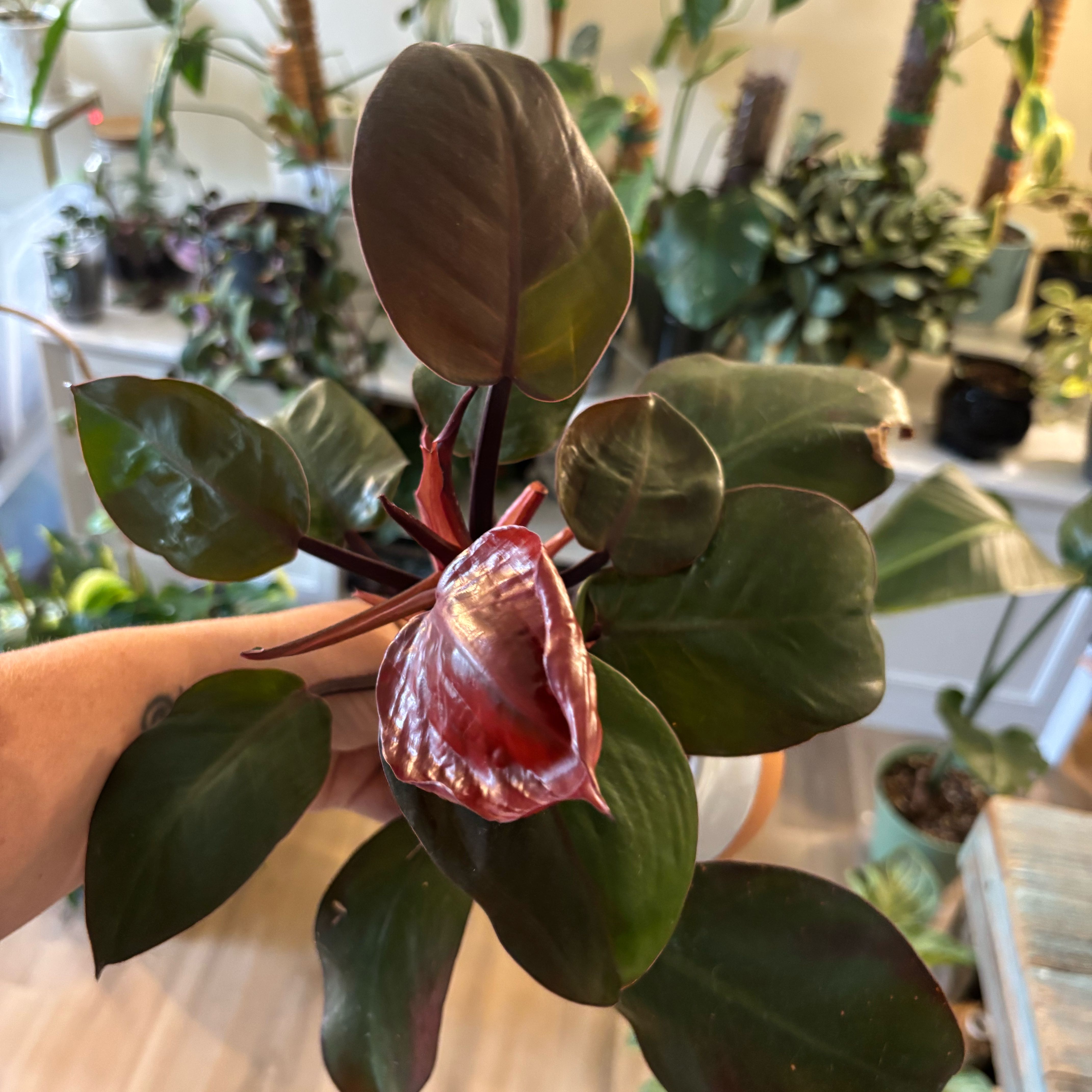 Photo of the plant species Philodendron Princess by @MrsFiend named Imperial Red on Greg, the plant care app