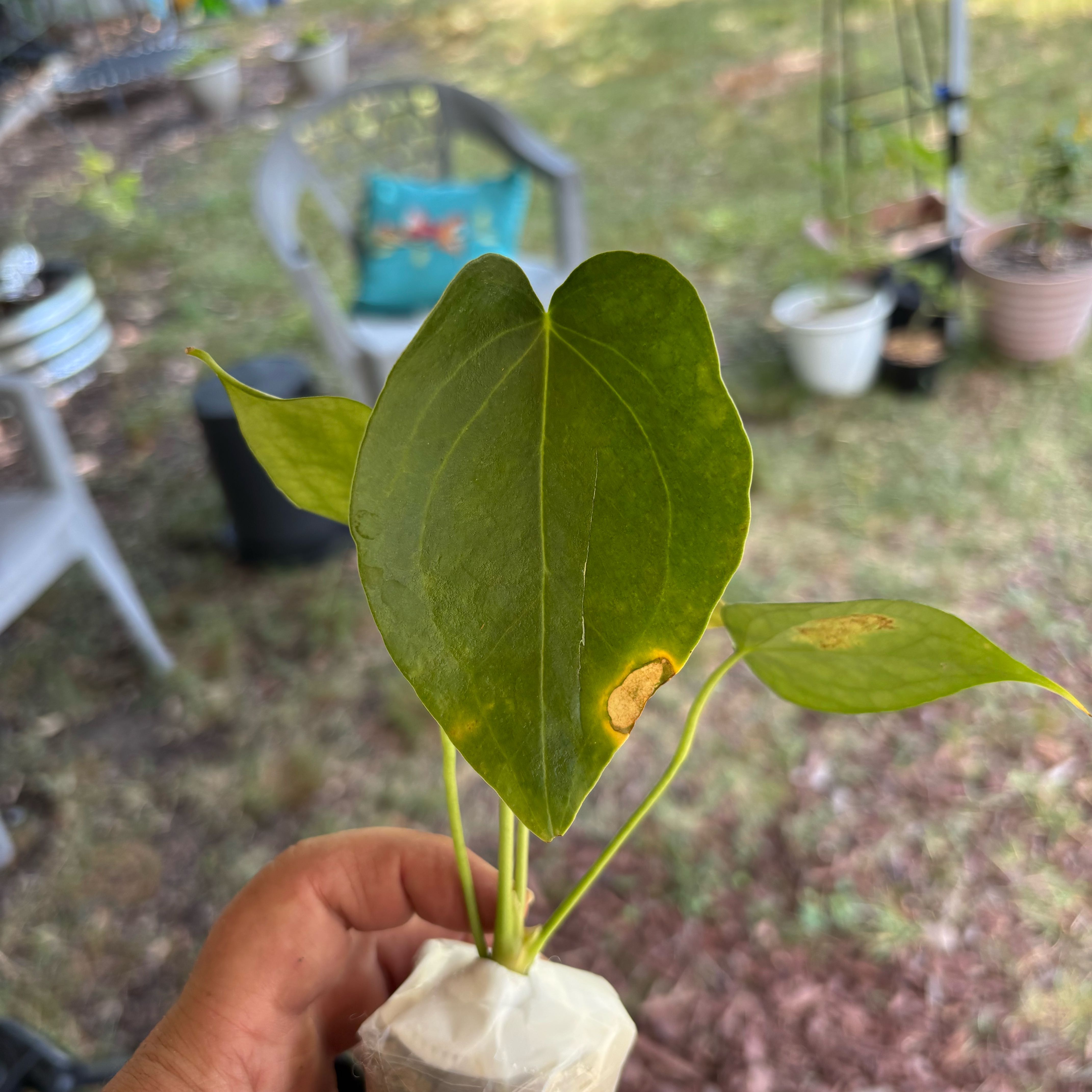 Photo of the plant species Delta Force Anthurium by @MrsFiend named Craig on Greg, the plant care app