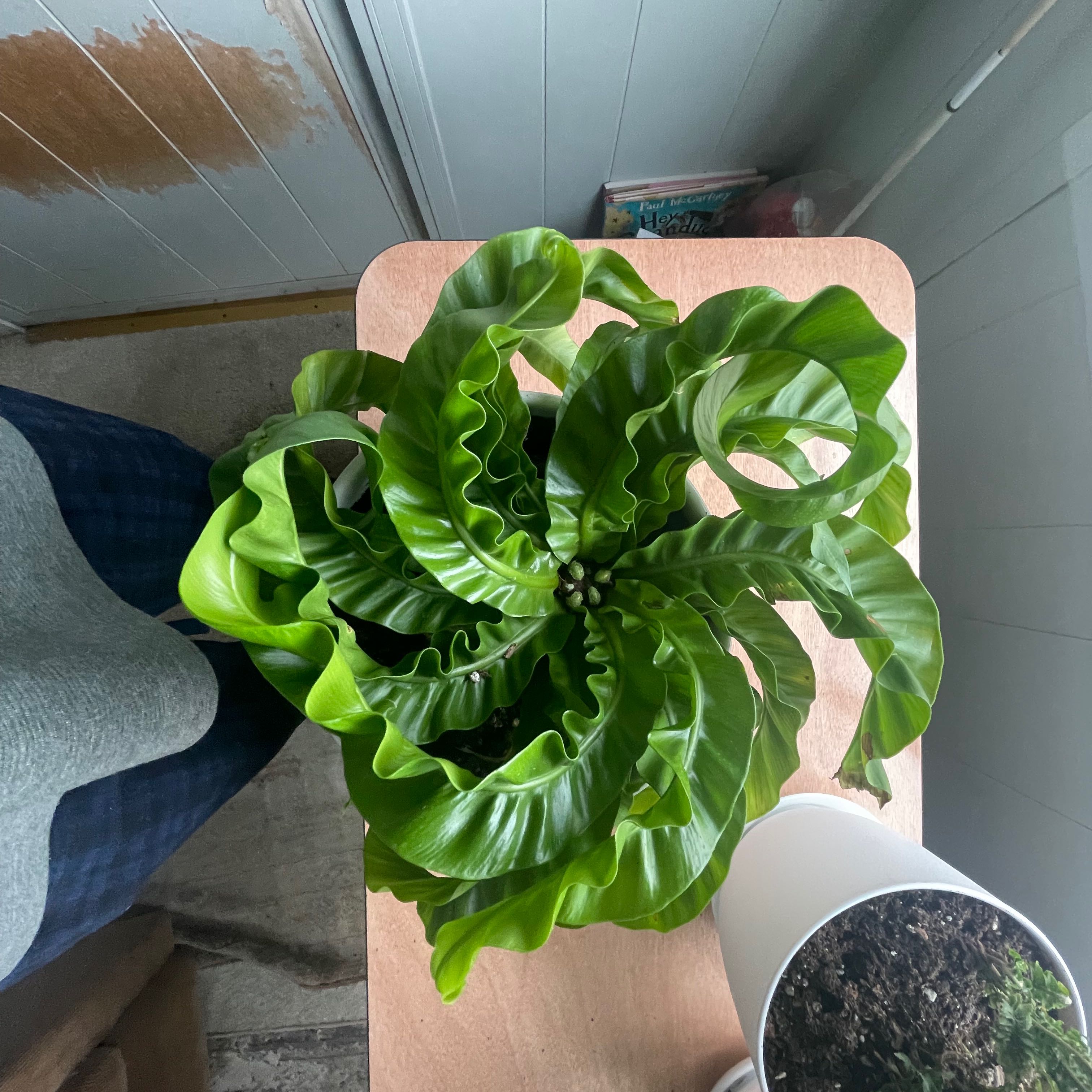 Healthy Hurricane Fern with vibrant green, wavy leaves on a table.