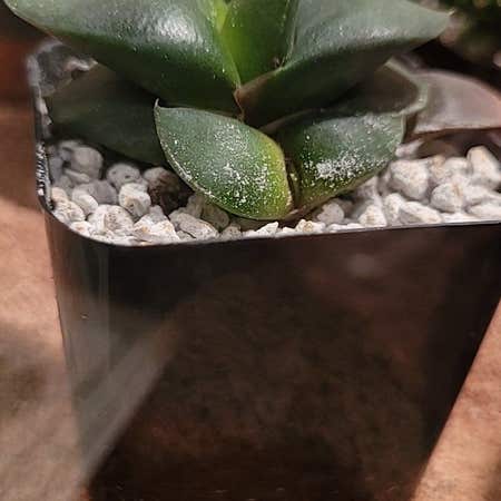Photo of the plant species Flat-leaf Gasteria by @TycoonHoyajade named Keanu Leaves on Greg, the plant care app