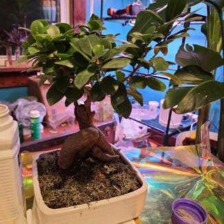 Ficus Ginseng plant in Green Bay, Wisconsin