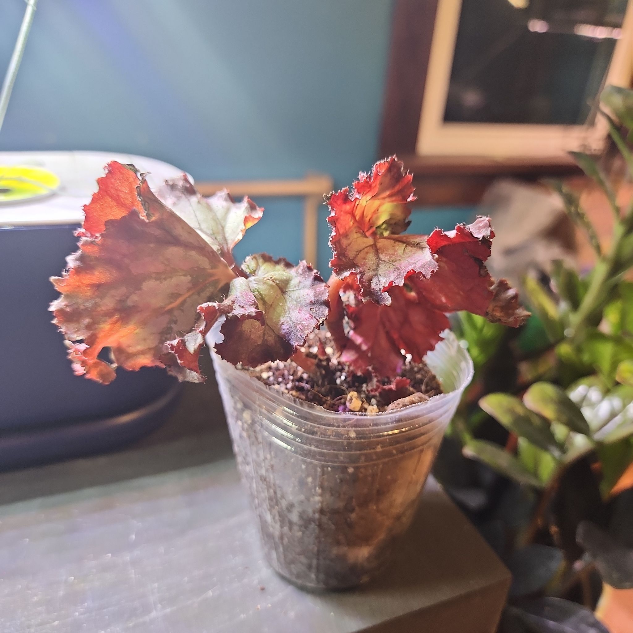Photo of the plant species Harmony's Fire Woman Begonia by @stringtheory named Emerson on Greg, the plant care app