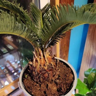 Sago Palm plant in Green Bay, Wisconsin