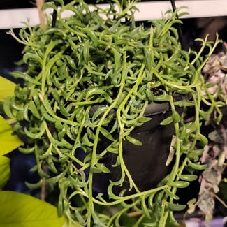 String of Dolphins plant in Green Bay, Wisconsin