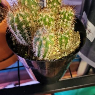 Lady Finger Cactus plant in Green Bay, Wisconsin