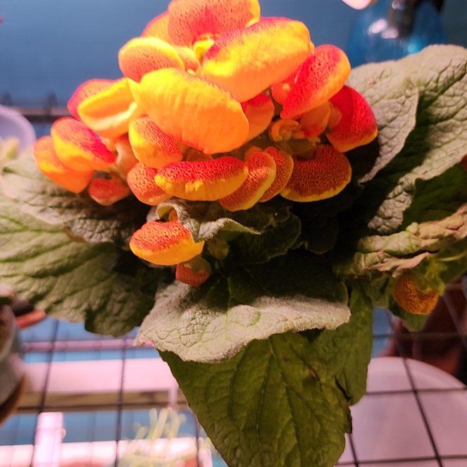 Photo of the plant species Pocketbook Plant by @stringtheory named Harper on Greg, the plant care app