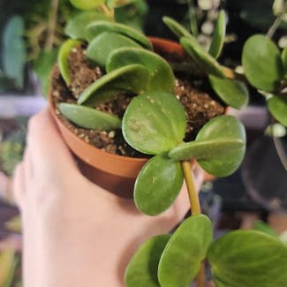 Peperomia 'Hope' plant in Green Bay, Wisconsin