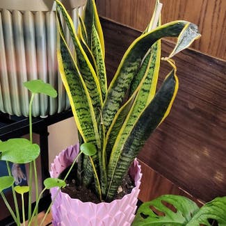Snake Plant plant in Green Bay, Wisconsin