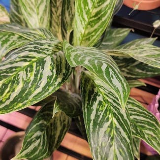 Chinese Evergreen 'Golden Madonna' plant in Green Bay, Wisconsin