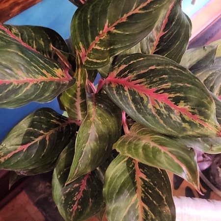 The Complete Aglaonema 'Red Zircon' Plant Care Guide: Water, Light & Beyond