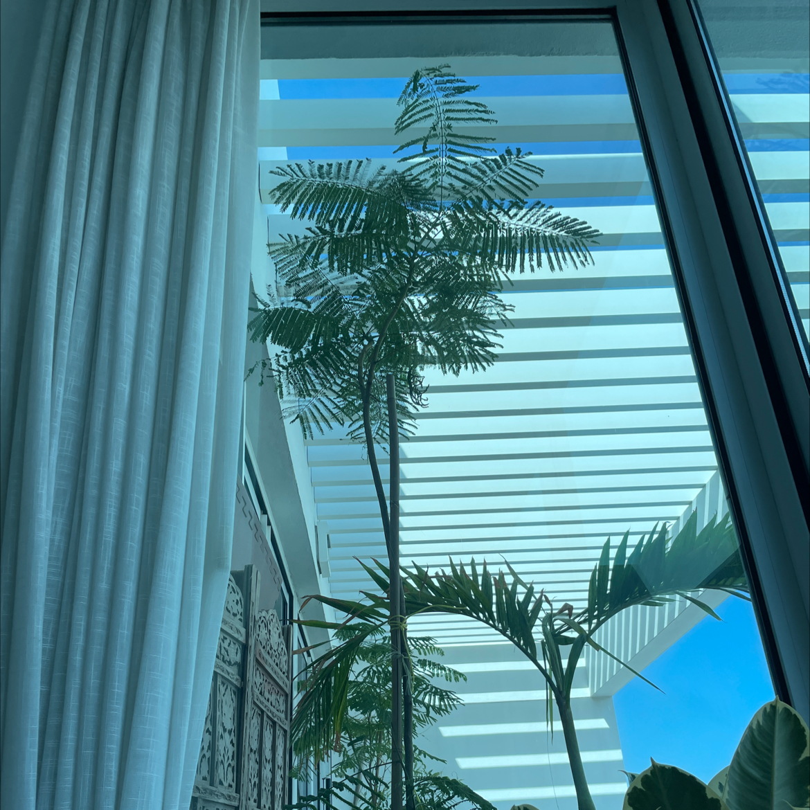 Indoor Flamboyant Tree near a large window with feathery leaves.