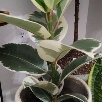Variegated Rubber Tree plant in Ranson, West Virginia
