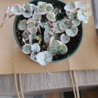 variegated string of hearts plant in Ranson, West Virginia