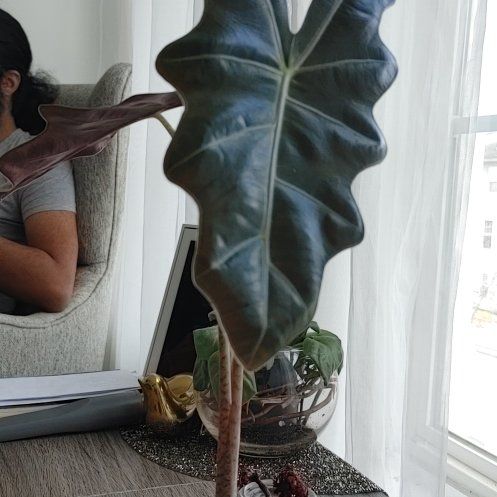 Photo of the plant species Alocasia by @GermaneFlatpea named Denali on Greg, the plant care app