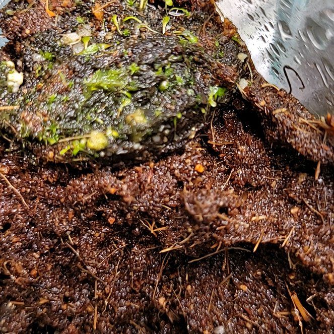 Plant care for Fontiquer's Butterwort on Greg, the plant care app