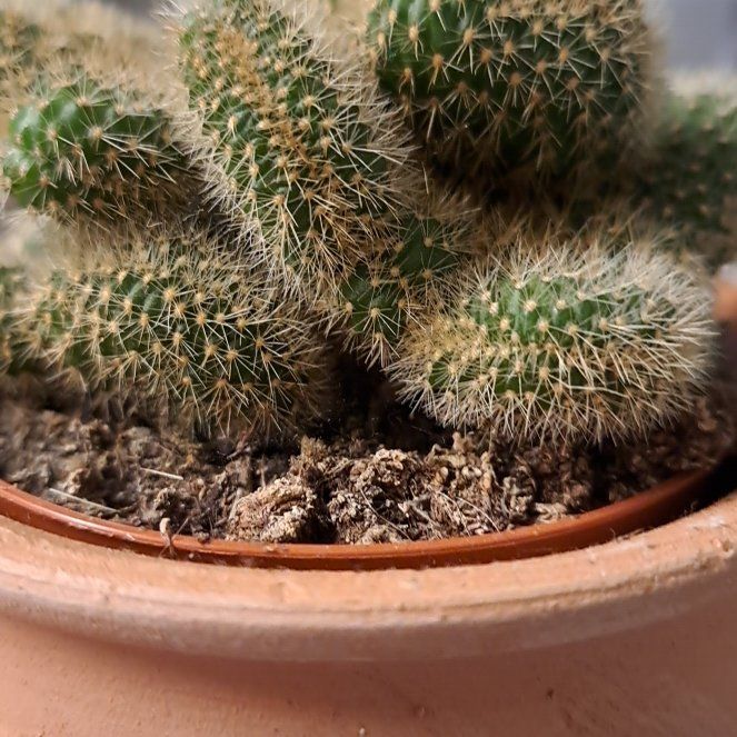 Plant care for Pisac Cactus on Greg, the plant care app