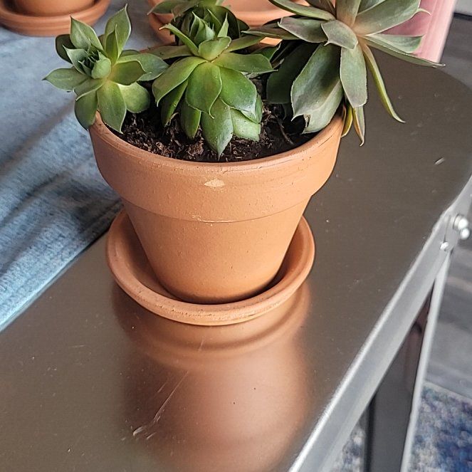Photo of the plant species Hens and Chicks 'Silver King' by @AffluentTutu named Captain Plant-it on Greg, the plant care app