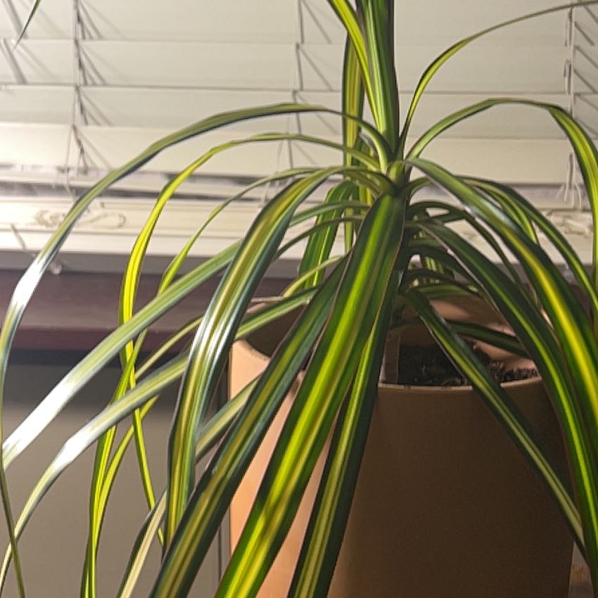 Photo of the plant species Dracaena reflexa var brevituba by Stephanie named Miley on Greg, the plant care app