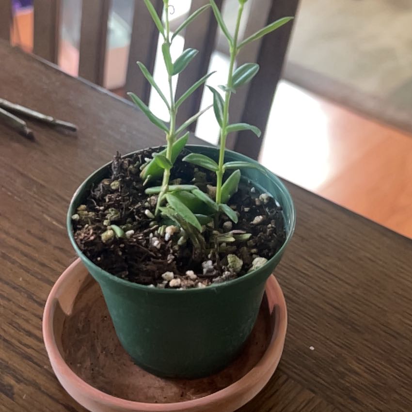 Photo of the plant species Waxflower by Stephanie named Sir Plancelot on Greg, the plant care app