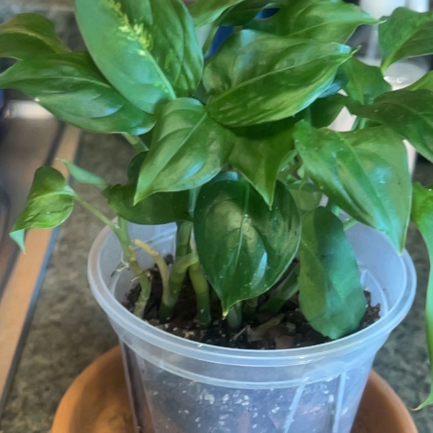 Photo of the plant species Dieffenbachia 'Compacta' by Stephanie named Gates on Greg, the plant care app