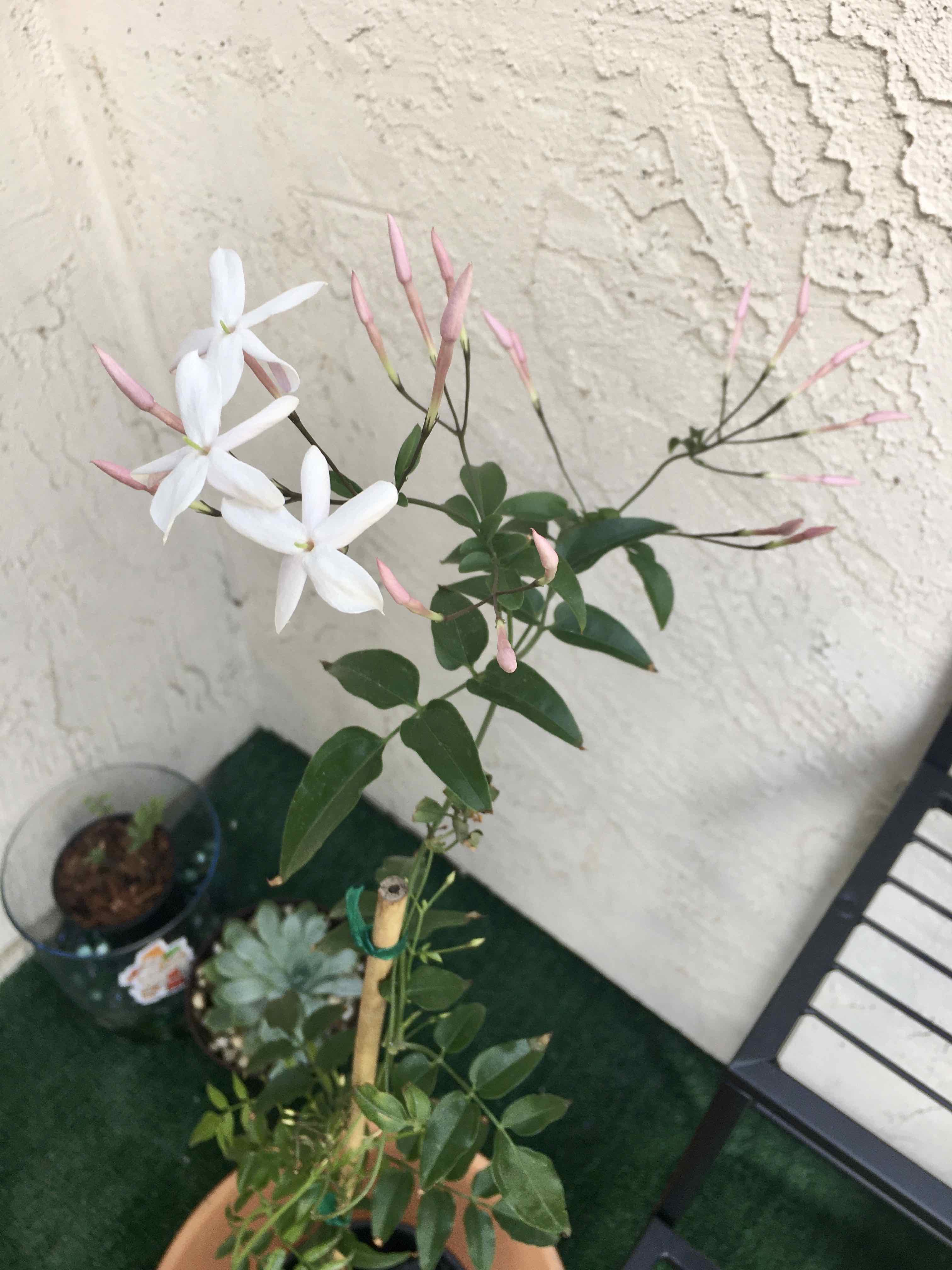 Pink Jasmine plant with white flowers and pink buds, well-framed and healthy.