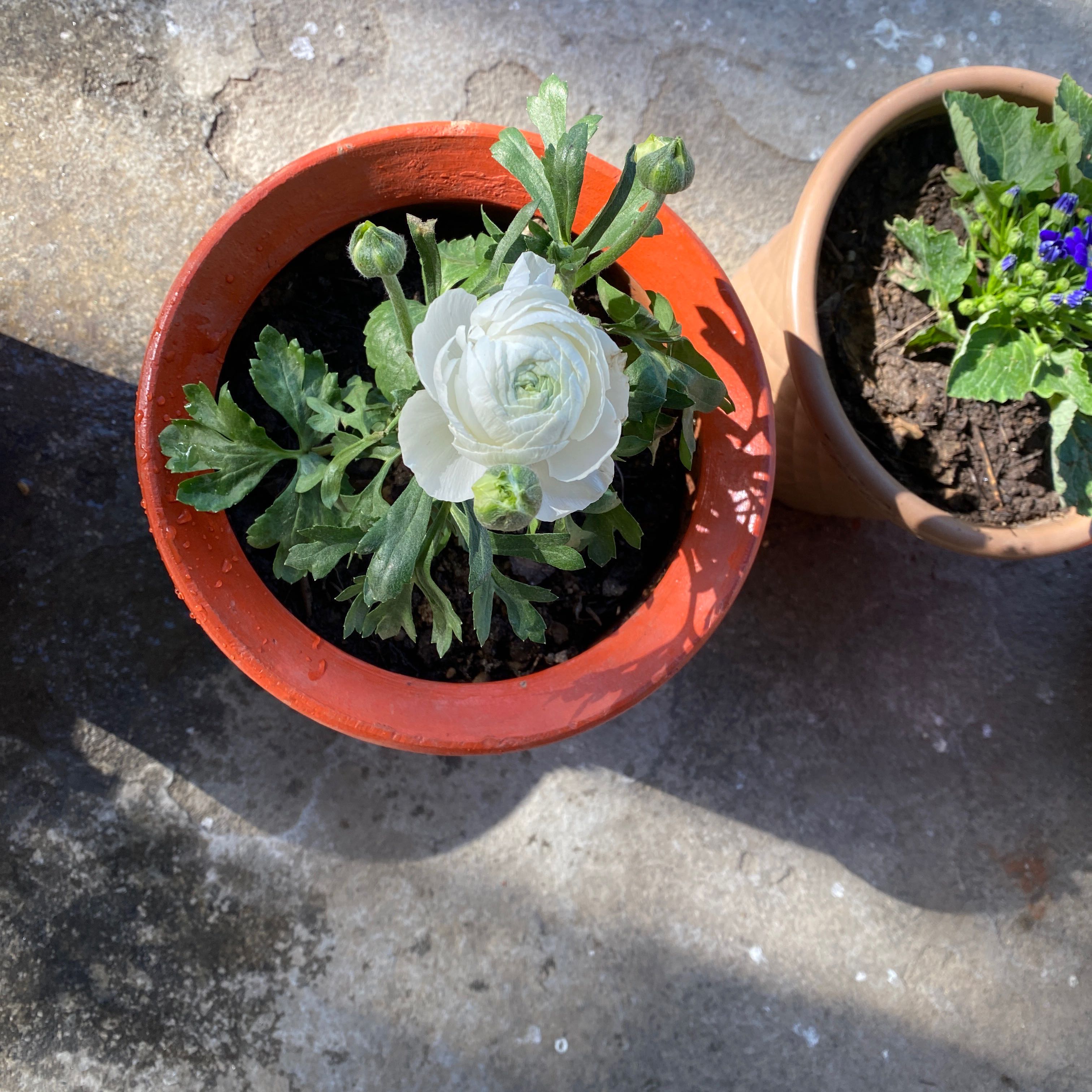 Persian Buttercup plant in a red pot with a white flower in bloom. Another plant in a separate pot is also visible.