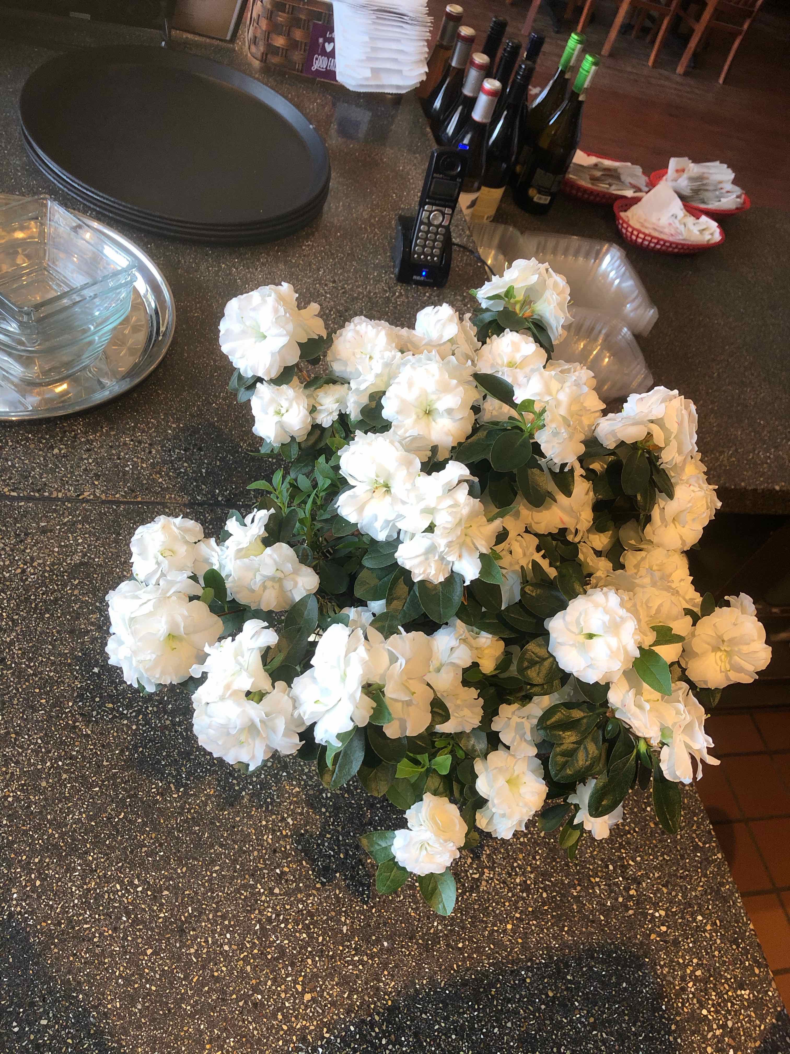 A healthy Satsuki Azalea with numerous white flowers on a countertop.