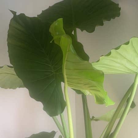 Photo of the plant species Alocasia California by @YernBabyburro named Treeyoncé on Greg, the plant care app
