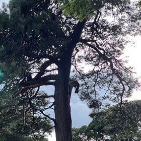 Photo of the plant species Afghan Pine by @EuphoricParsley named Winston on Greg, the plant care app