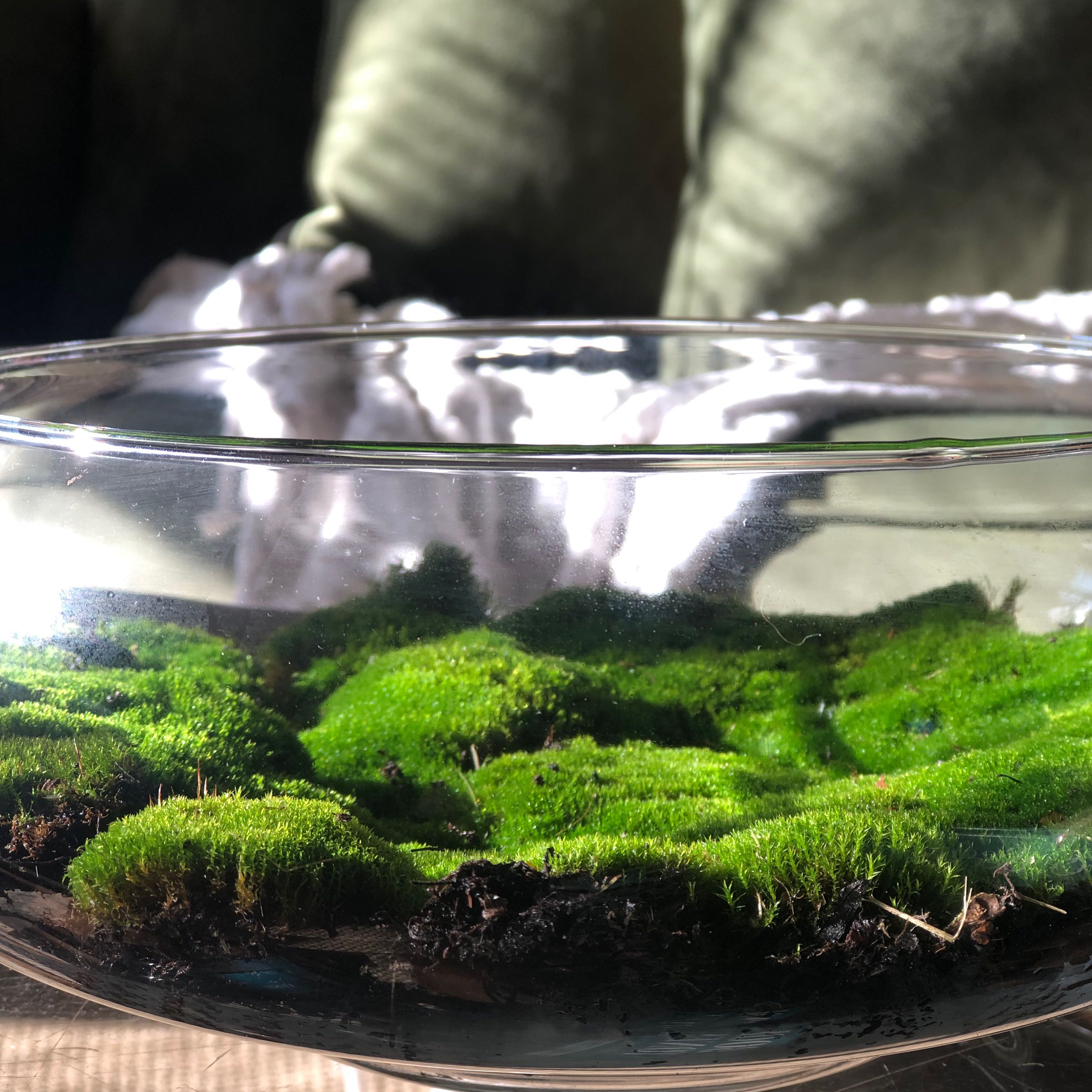 Glass bowl with healthy green Broom Forkmoss, vibrant and well-maintained.