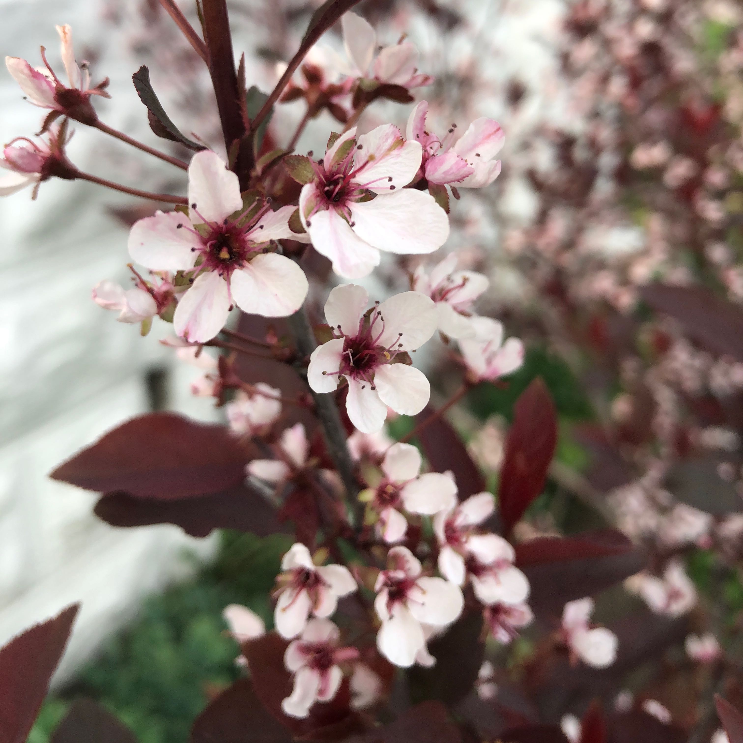Photo of the plant species Sand Cherry by @bee_nic0le named Sand Cherry on Greg, the plant care app