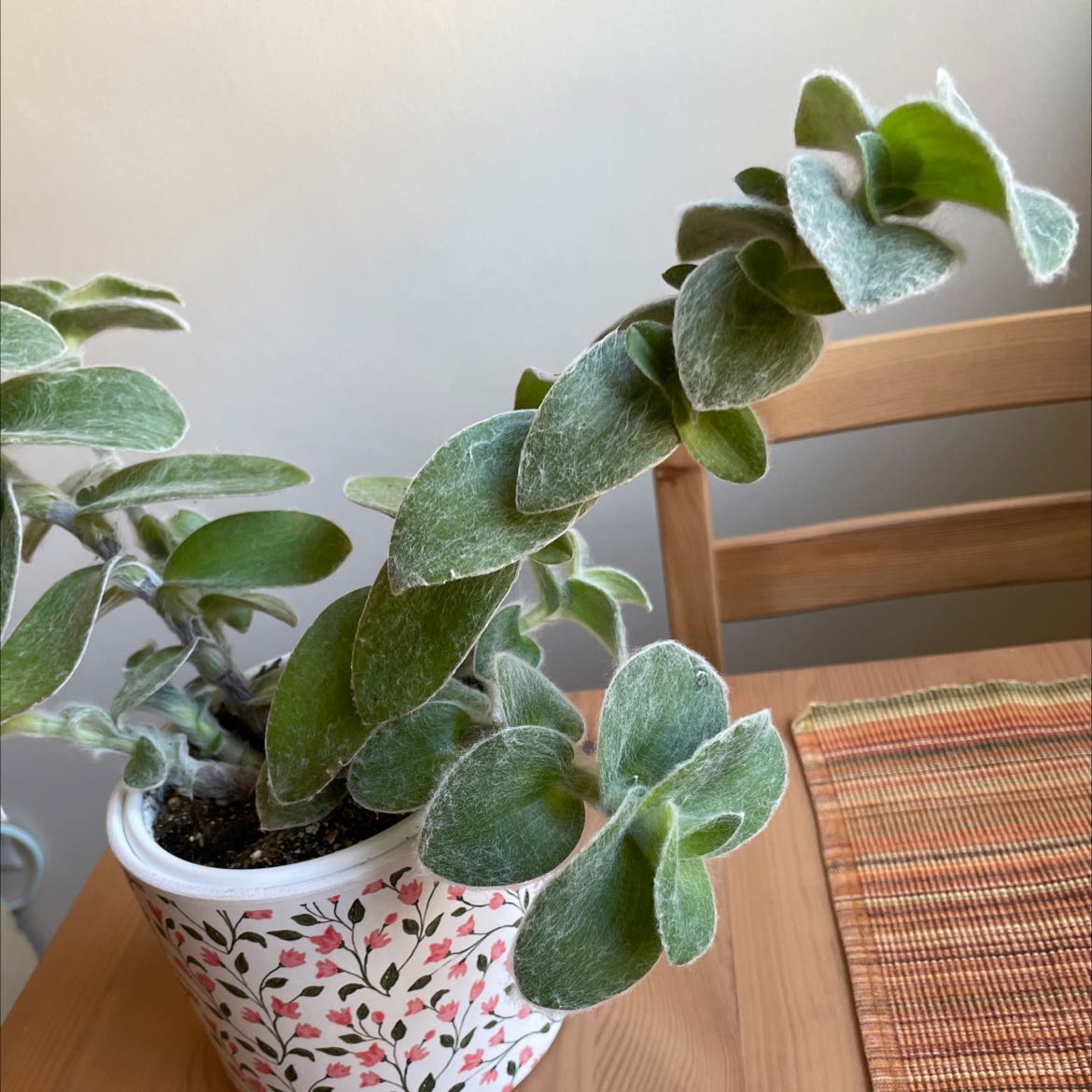 Potted White Velvet plant with thick, velvety leaves on a wooden table.