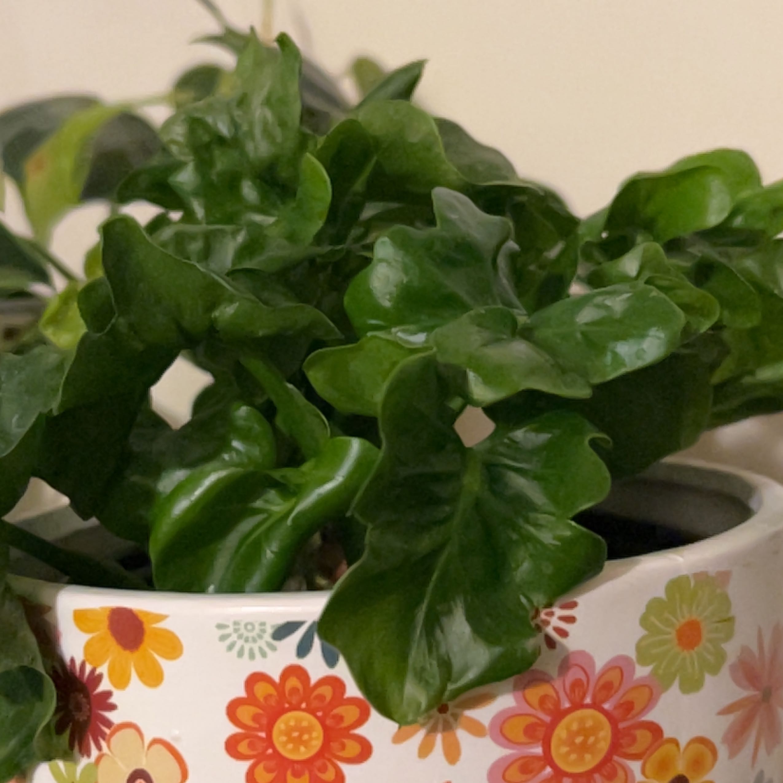 Philodendron 'Super Atom' plant in a decorative pot with vibrant green leaves.