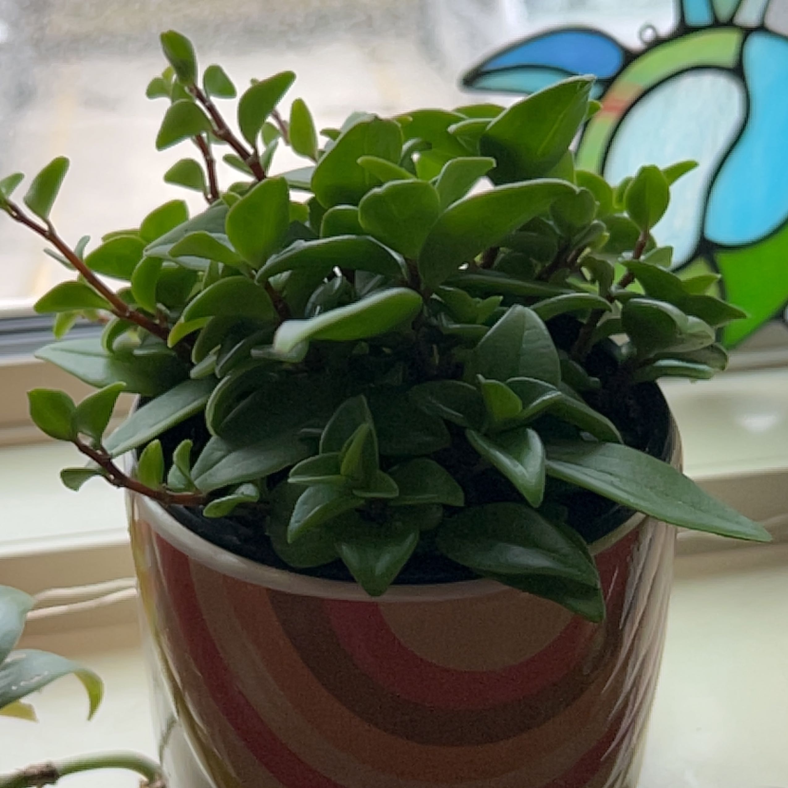 Peperomia 'Amigo Marcello' plant in a decorative pot on a windowsill, with healthy green leaves.
