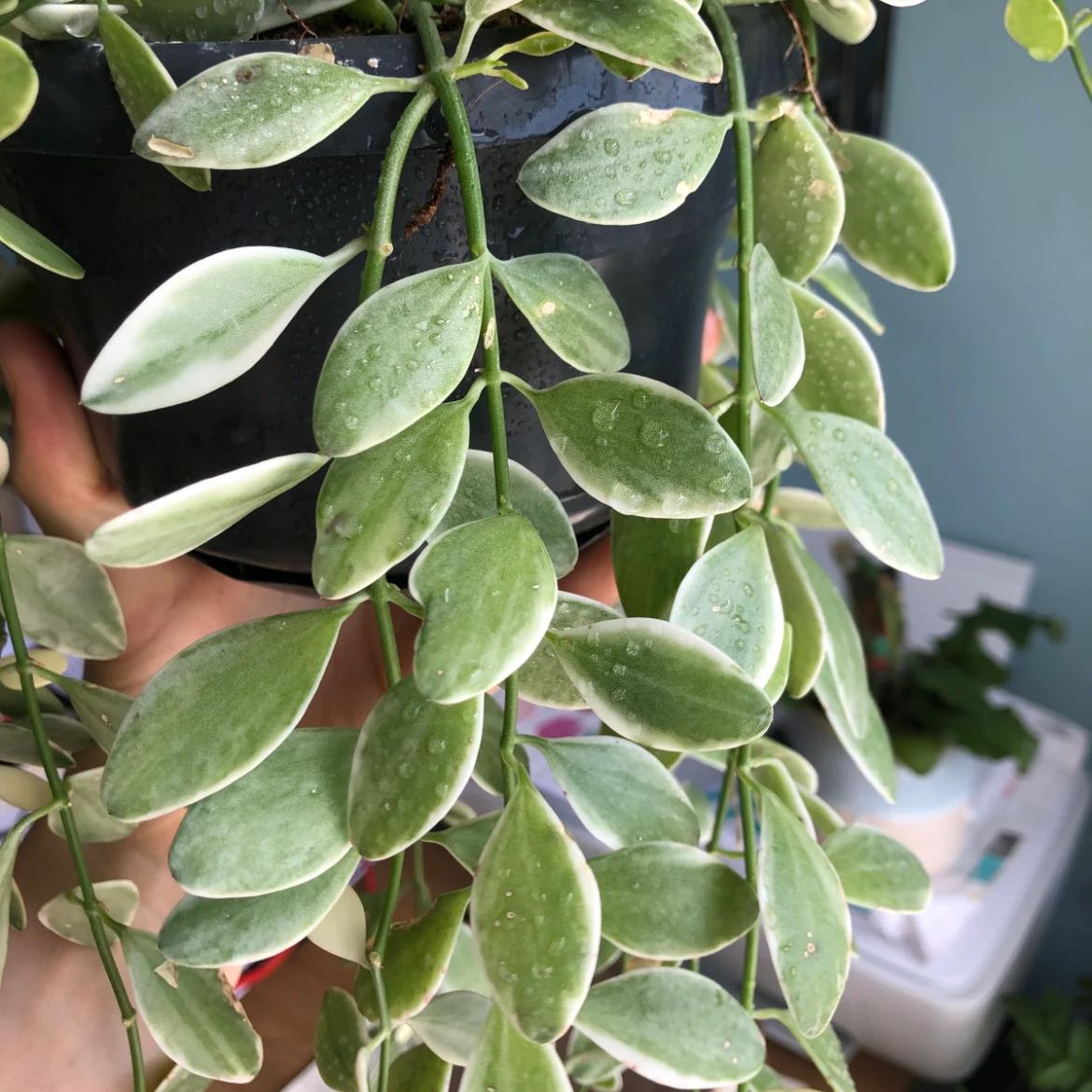 Dischidia oiantha 'Variegata' plant with variegated leaves and water droplets.