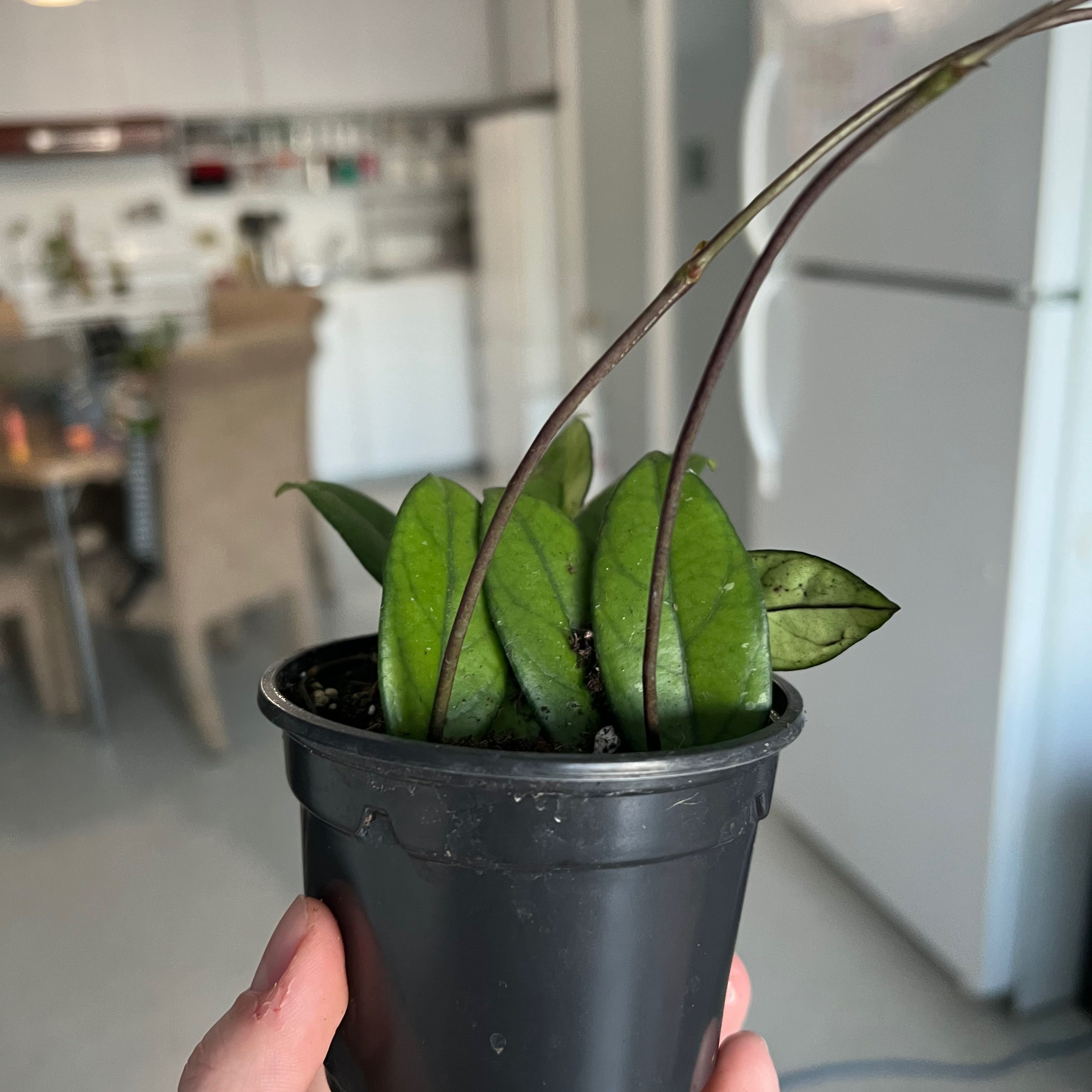 Potted Hoya crassipetiolata plant with thick green leaves and some dark spots, held by a hand.
