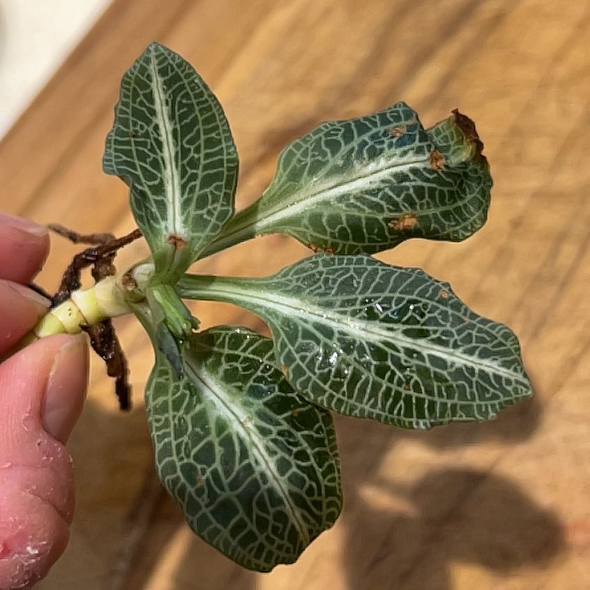 Downy Rattlesnake Plantain with white venation on green leaves, some browning at tips.