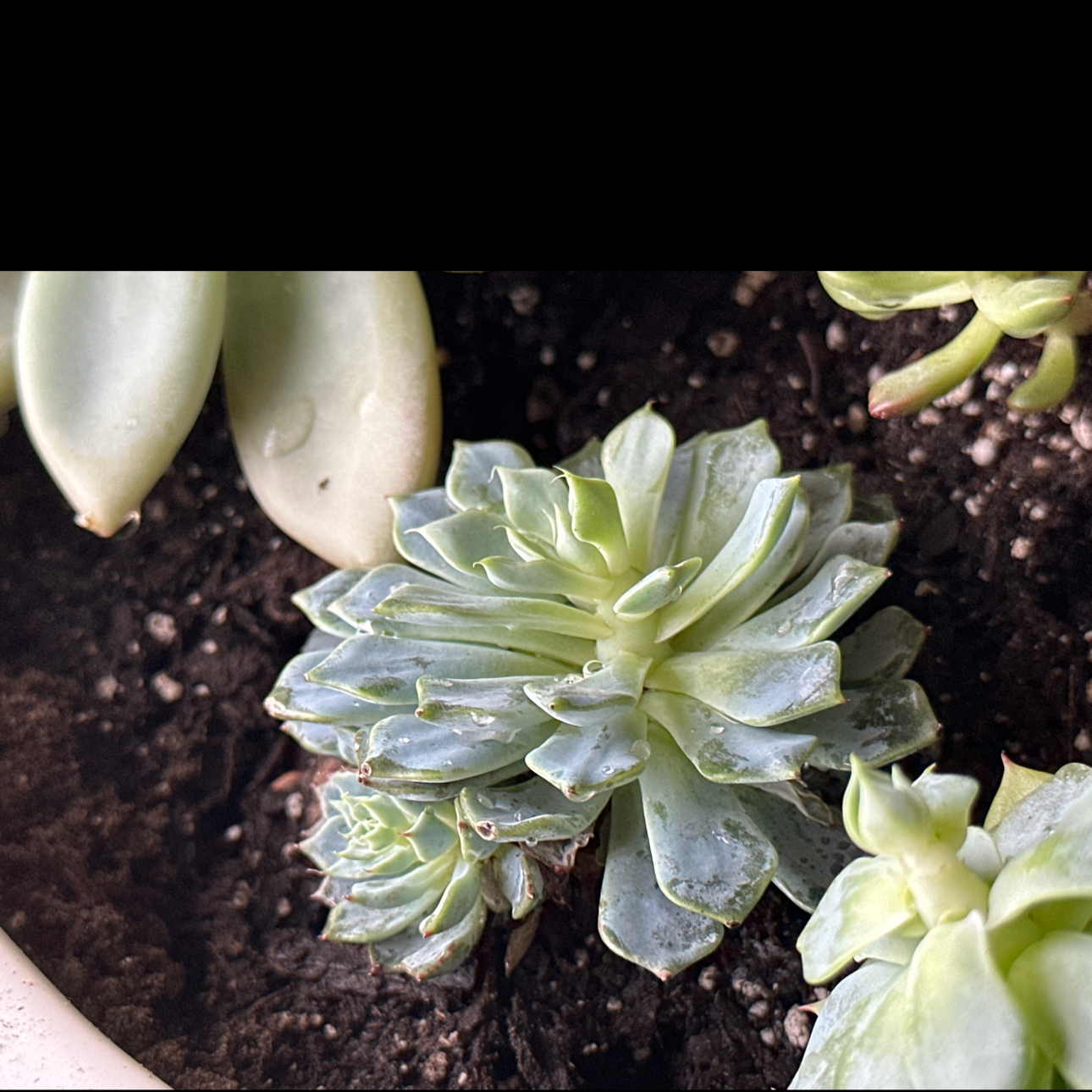 Photo of the plant species Echeveria 'Azulita' by @HandyAvocado named Serena on Greg, the plant care app