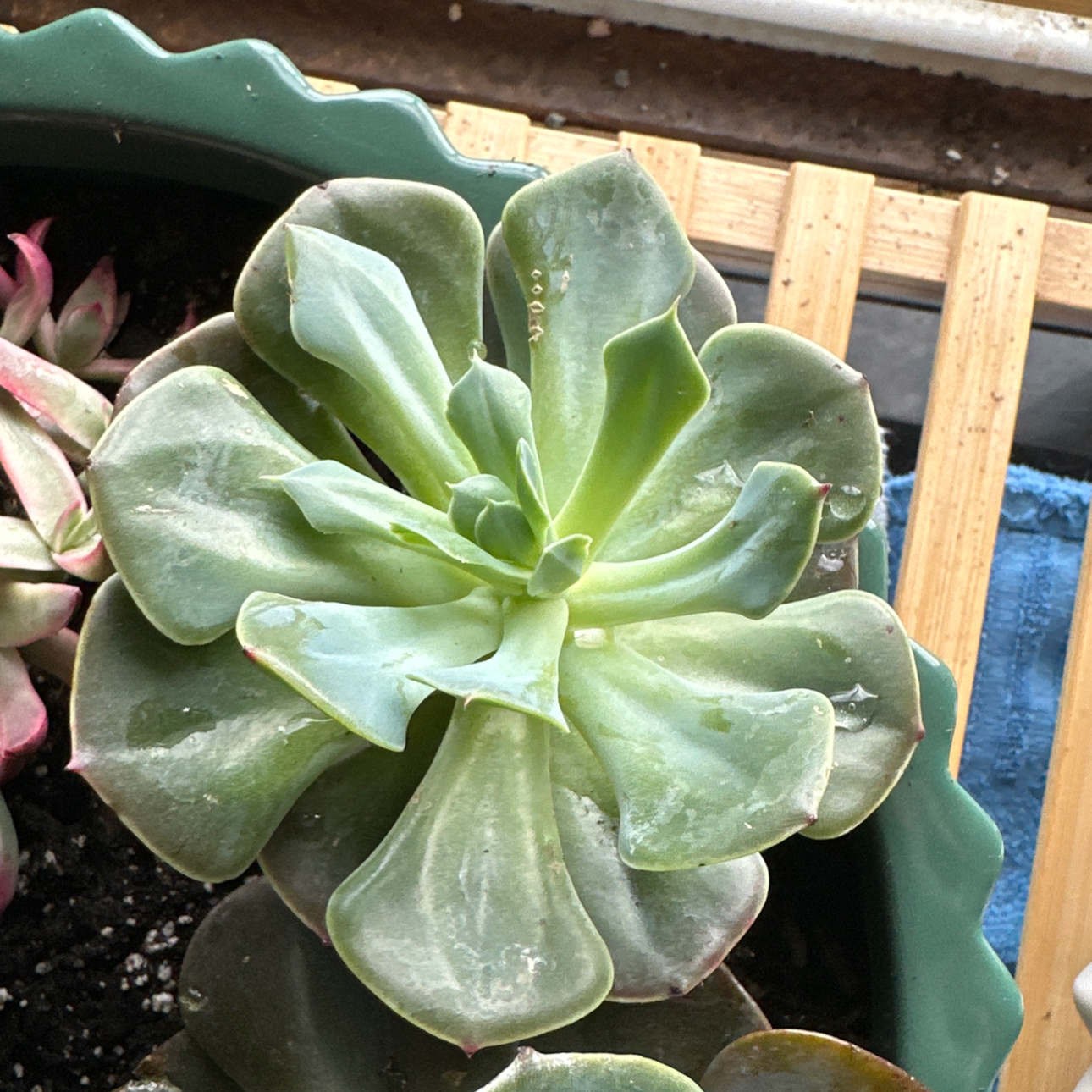 Photo of the plant species Echeveria 'Blue Rose' by @HandyAvocado named Denali imbricata hybrid on Greg, the plant care app