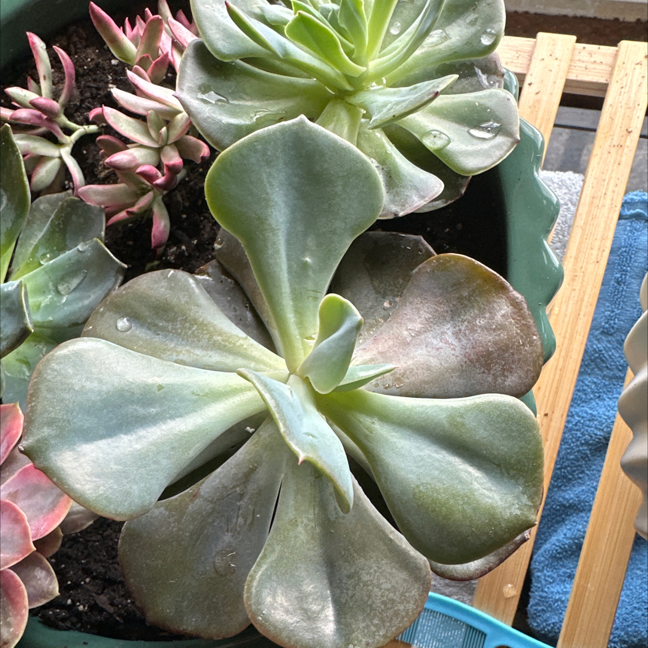 Photo of the plant species Echeveria 'Blue Rose' by @HandyAvocado named Stella dusty rose on Greg, the plant care app