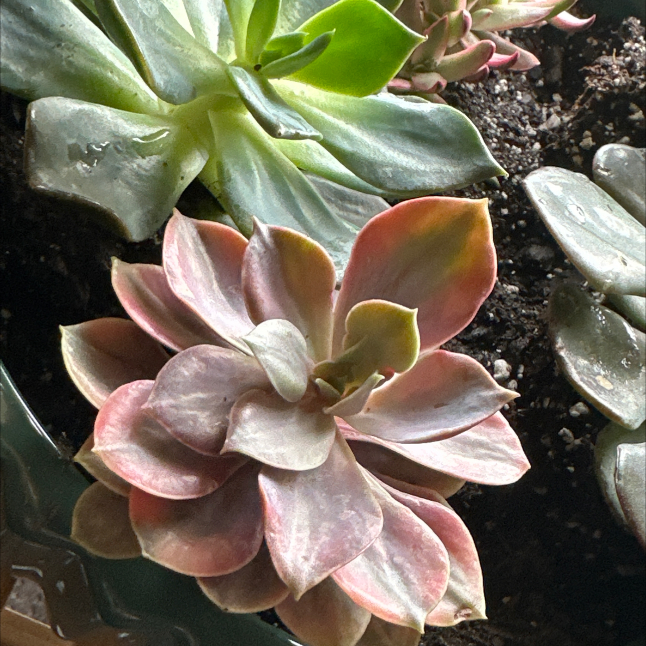 Photo of the plant species Rainbow Variegated Echeveria by @HandyAvocado named Marilyn on Greg, the plant care app