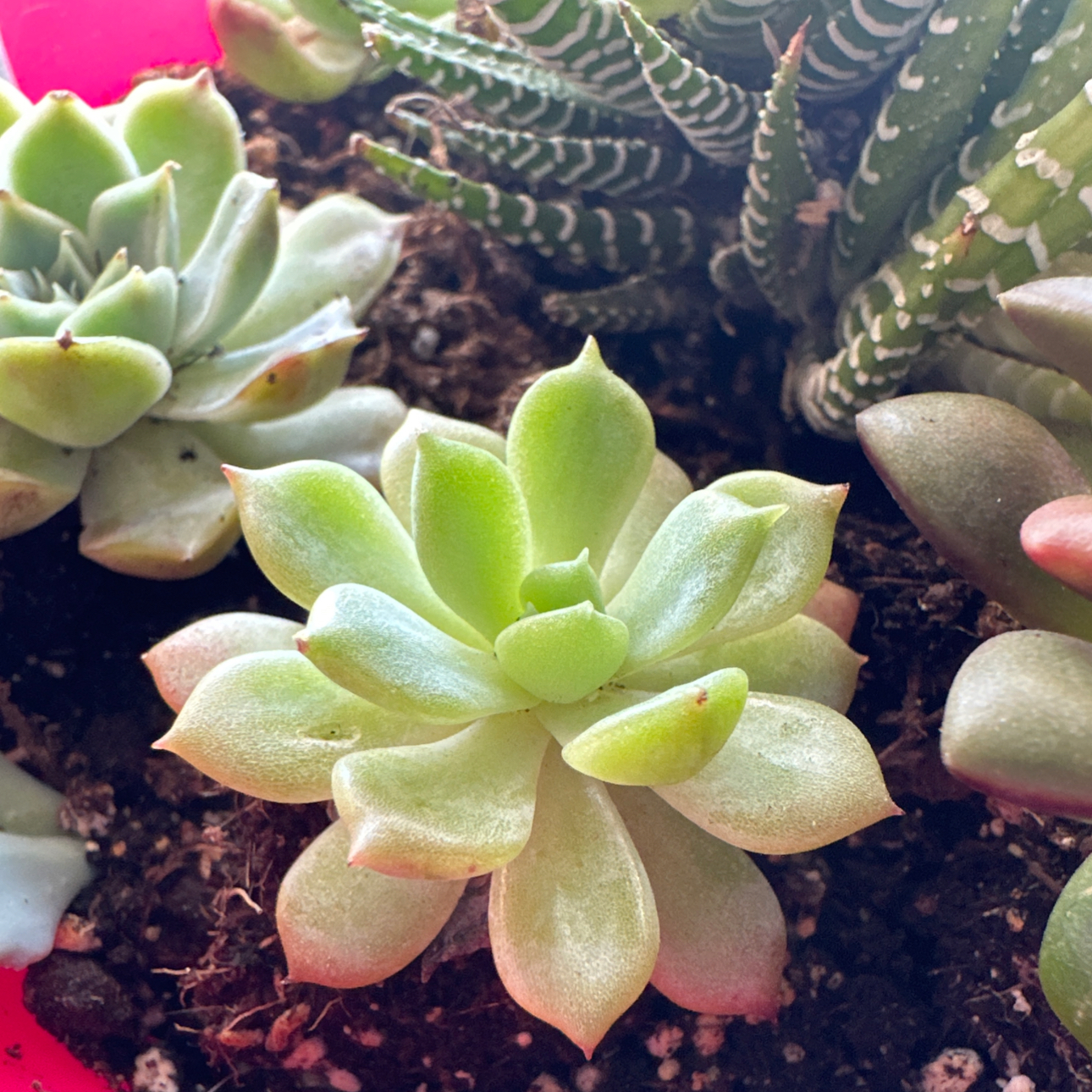 Image of a healthy Echeveria succulent with green leaves and visible soil.